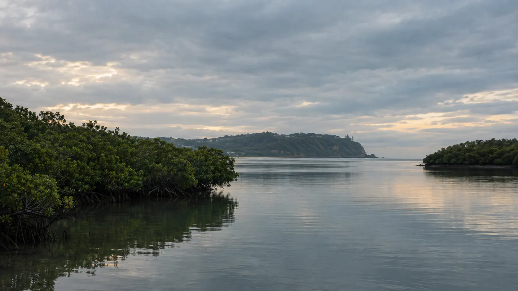 Noosa estuary at first light, mangrove bank and still water toward the headland